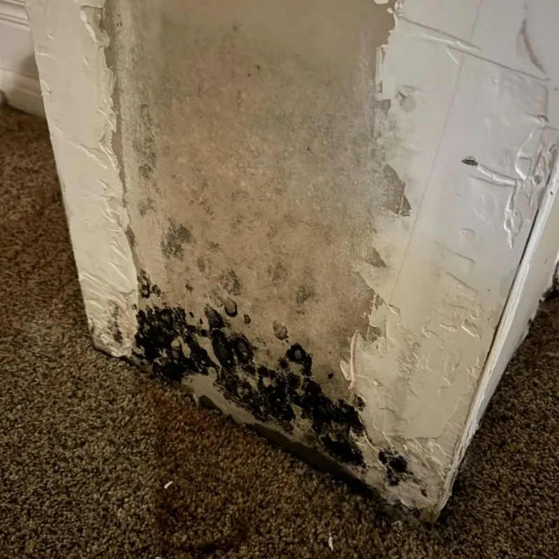 Professional Mold Removal in Austin, AR